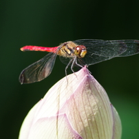 ダリヤ園の花たち‐蓮の蕾とトンボ