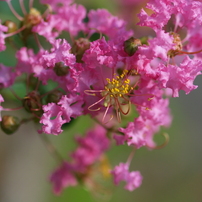 夏・秋の花　その2