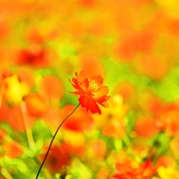 Cosmos sulphureus　～野性的な美しさ～