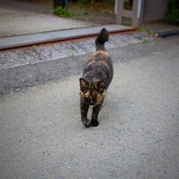 近所のワル
