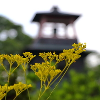 Flowers part2