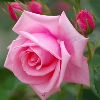 Forbidden roses 2