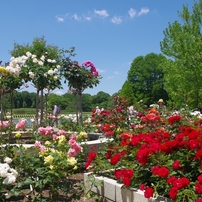 薔薇園-長居植物園 7