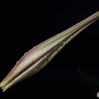 SIGMA(シグマ)のレンズ APO MACRO 180mm F2.8 EX DG OS HSM [ソニー用