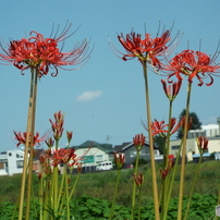 岸辺に咲く曼珠沙華10