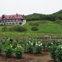 秋田のダリア-1