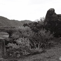 本栖湖湖畔 草茂る岩