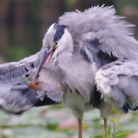 SIGMA(シグマ)のレンズ APO 150-500mm F5-6.3 DG OS HSM (ペンタックス