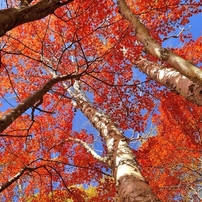 Autumn Color
