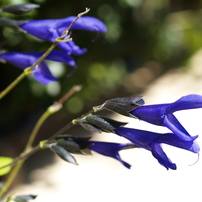 夏・秋の花　その3