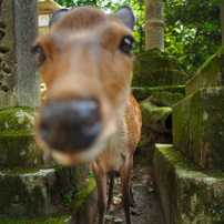 OTHERS(その他)のレンズ PROMINAR 12mm F1.8 MFT [ブラック] で撮影