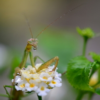 カマキリの写真 画像 写真集 写真共有サイト Photohito