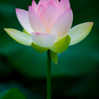 LR_blog_1707毛呂山ハス睡蓮5DmkIV_002480
