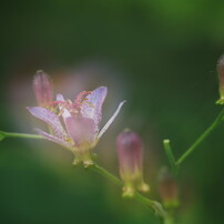初秋　Ⅱ