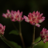野に咲く花たち