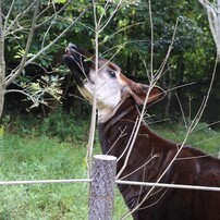 動物たち