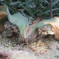 植物園