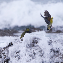 野鳥写真