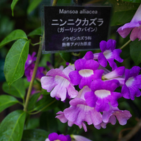 熱帯植物の花・2017