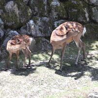 鹿の親子