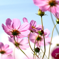 写真句：秋桜
