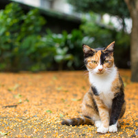 金木犀の香りに包まれて（2）