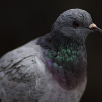 TAMRON(タムロン)のレンズ SP 300mm F/2.8 LD [IF] で撮影した