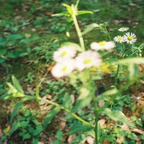 NIKON(ニコン)のフィルムカメラAF600クォーツデート で撮影した写真