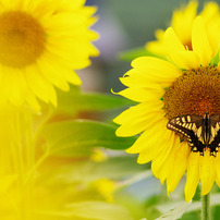 Sunflower with Swallowtail butterfly