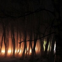 Silhouette of the forest