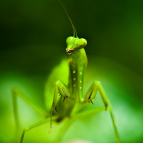 カマキリと...