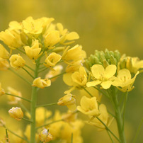 菜の花