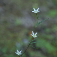 秋の　野の花散歩