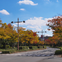 パークロードの紅葉・６