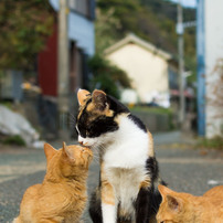 しあわせ家族