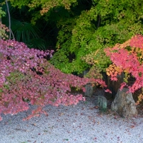 京都、紅葉。