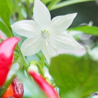 唐辛子の花