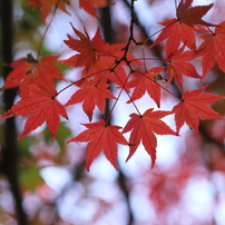 紅葉2017その１