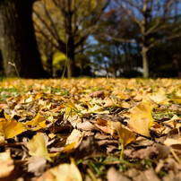 冬の前の癒しの紅葉