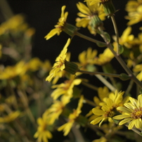 Super-Takumar 55mm F1.8 その１