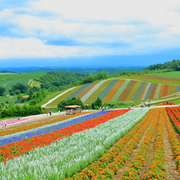 北海道花畑