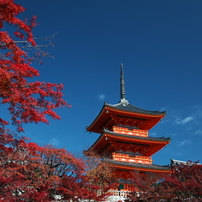 京都紅葉東山界隈の散策