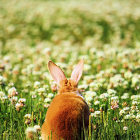 うさぎの写真 画像 写真集 写真共有サイト Photohito