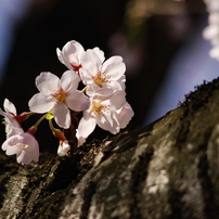 桜 2010