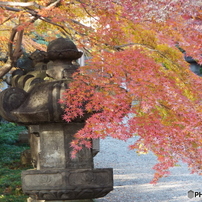 能仁寺・もみじ5