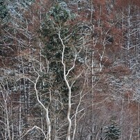 僻地の葛藤