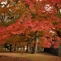 紅葉2017その２