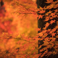 紅葉 黄葉 2017