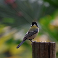 野鳥