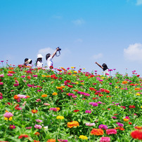 Zinnia（百日草)